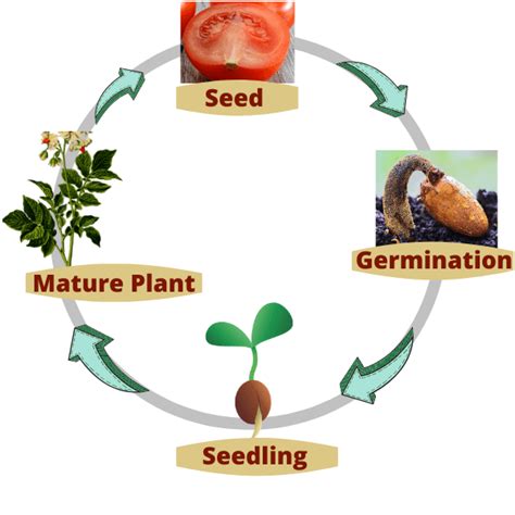 Plant Life Cycle For Kids - Plant Life Cycle Stages-SmartClass4Kids