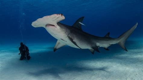 Valuation Report: Bahamas Great Hammerhead Sharks | Shark Allies