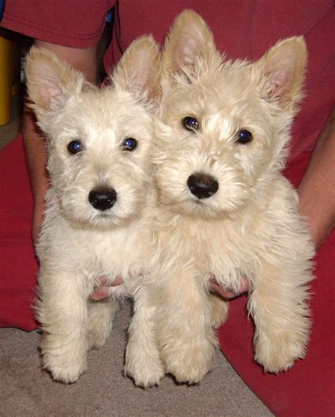 Pin by Cheryl Murphy on Pups | Scottie puppies, Westie puppies ...