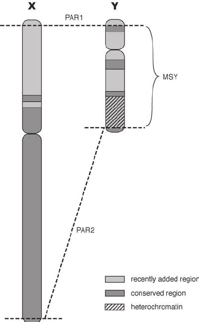 Regions of the human X and Y chromosomes and their evolutionary ...