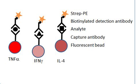 Multiplex analysis of cytokines | British Society for Immunology