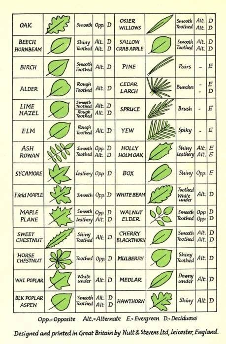 Leaf identification guide : r/coolguides