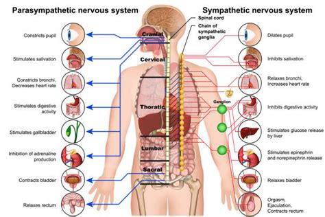 Self-Care and the Parasympathetic Nervous System - Trauma Sensitive ...