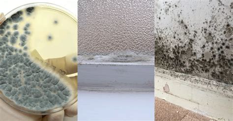 Why mould is so dangerous? | Types | Health risks | Initial HK