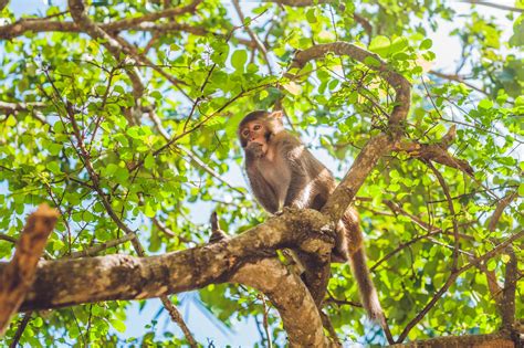 Monkeys of Silver Springs State Park Predicted to Double Their Population