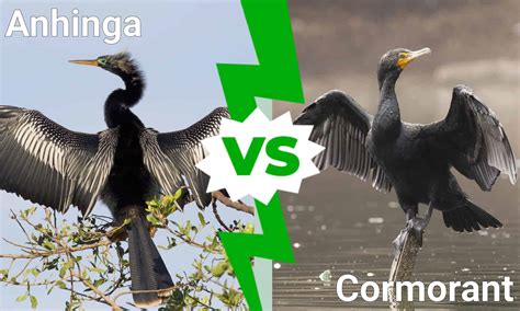 Anhinga vs Cormorant: 12 Key Differences - A-Z Animals