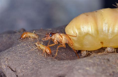 Termite Queen by Yudy Sauw / 500px | Chồng, Côn trùng