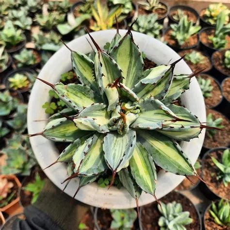 Agave Potatorum CV Cubic Variegated Ready for Wholesale - Live Plants ...