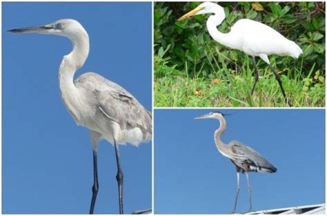 Great Blue Heron x Great Egret Hybrid | Bird Species