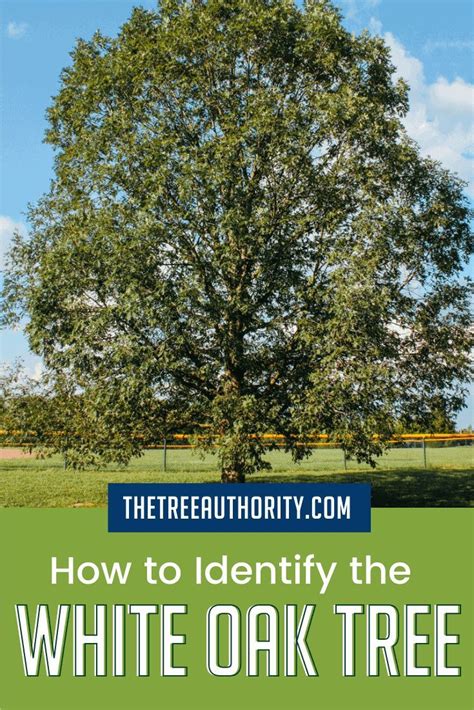 How to Identify White Oak Trees (Quercus alba) in 2022 | White oak tree ...