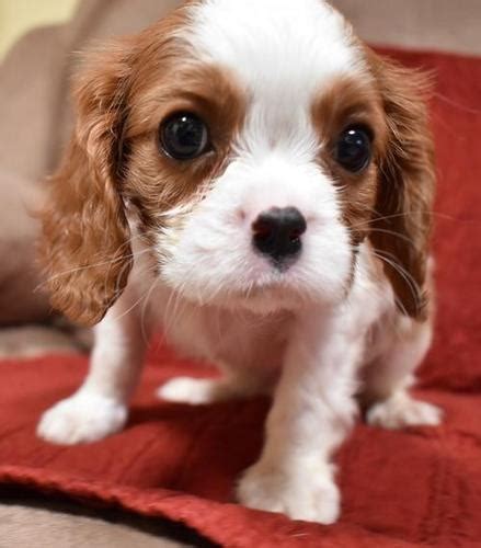 Cavalier King Charles Spaniel Puppy for Sale - Adoption, Rescue for ...