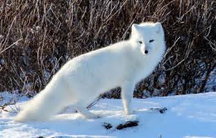 Arctic Fox… | Always Learning!