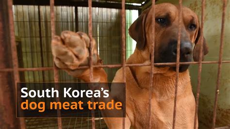 UK Parliament debates South Korea dog meat trade