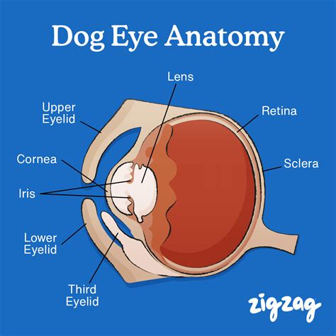 Dog Eye Anatomy Buy Now | www.pinnaxis.com