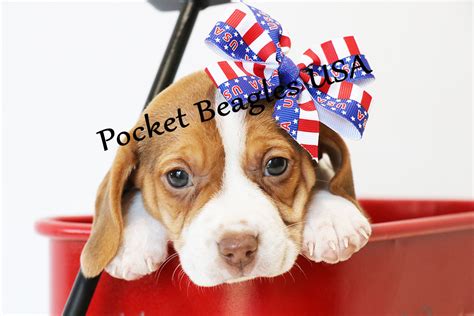 Pocket Beagle Puppies | Www.pocketbeaglesusa.com