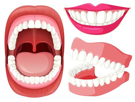 Set of mouth and teeth 303777 Vector Art at Vecteezy