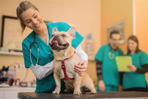 4 Benefits of an Externship at a Veterinarian Clinic | Charter College