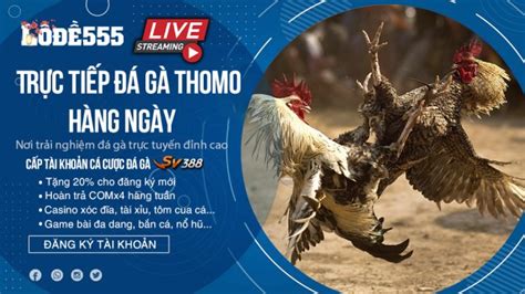 Trực tiếp đá gà Thomo hôm nay - Live trực tiếp tại SV388