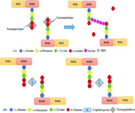 Cephalosporins: The Smart Antibiotics - EduGonist