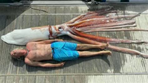 This is the giant squid found in the waters of the Canary Islands