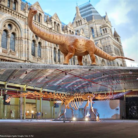 Titanosaur, the World's Largest Known Dinosaur, Goes On Display at ...