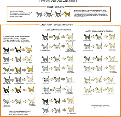 Amber & Russet (Colour Change) Chart | Cat colors, Genetics, Cat facts text