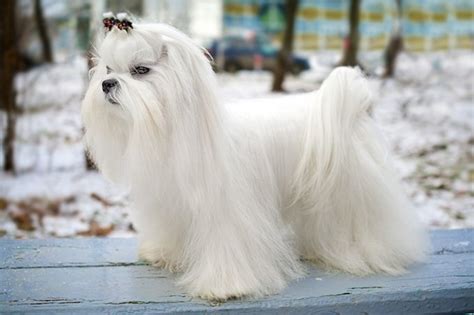 Maltese Dog Breed Information, Images, Characteristics, Health