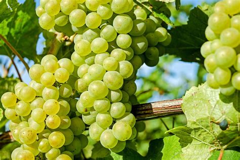 Beneficios de las Uvas Verdes Para Nuestra Salud