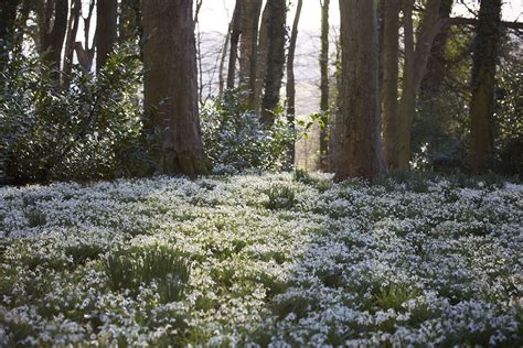 Gardening 101: Snowdrops - Gardenista