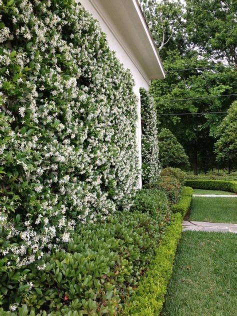 12 Best Murraya hedge ideas | murraya hedge, hedges, murraya paniculata