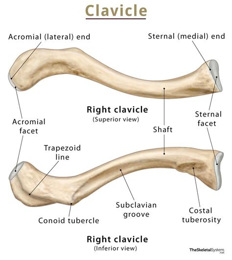 Clavicle (Collarbone) - Location, Anatomy, & Labeled Diagram