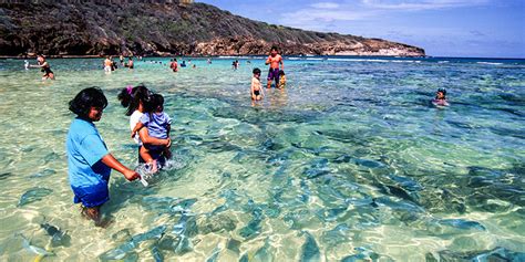 Snorkeling In Hanauma Bay Honolulu Bikini