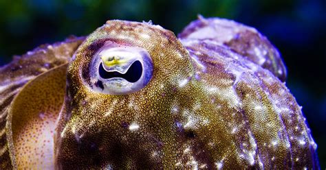 What’s Really Happening When a Cuttlefish Seems to Vanish - The New ...