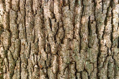 Oak bark texture | High-Quality Nature Stock Photos ~ Creative Market