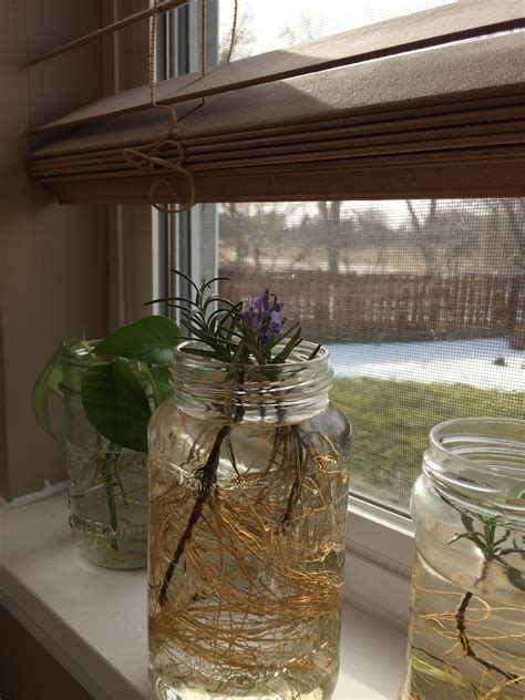 I’m been propagating Rosemary in water and one of them flowered! : r/plants