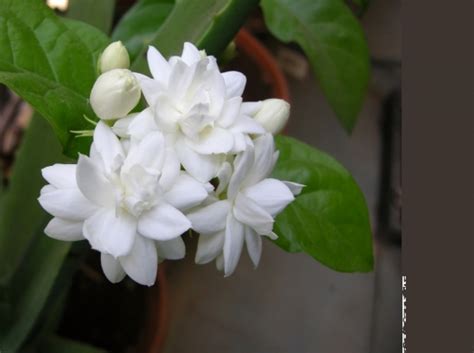 Recklessly: Jasmine Flower Good Morning Mogra Flower Images