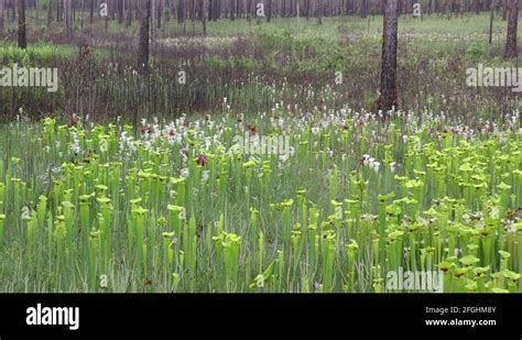 Bog ecosystem Stock Videos & Footage - HD and 4K Video Clips - Alamy