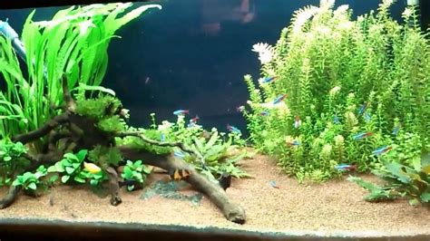 My planted tropical aquarium - 156th day - YouTube