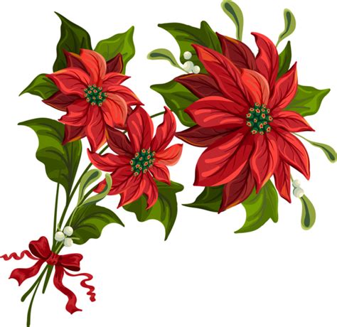 Holly clipart poinsettia, Holly poinsettia Transparent FREE for ...