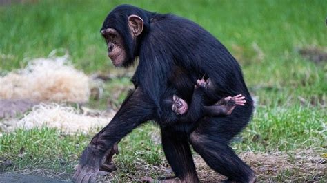 Chester Zoo celebrates birth of world's rarest chimpanzee - BBC News