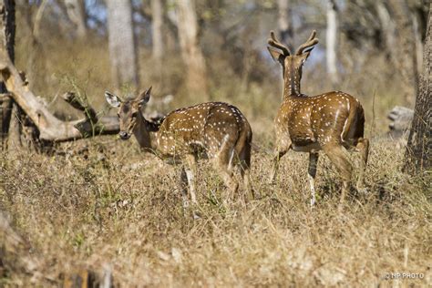 Chital (Spotted Deer, Axis Deer) - Male | Hey! What you look… | Flickr