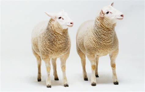 Top 159 + Animal cloning dolly sheep - Inoticia.net