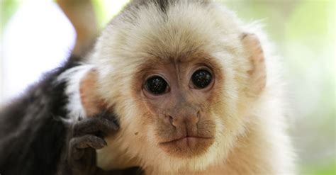 Capuchin Monkey Care 101