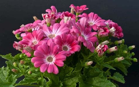 Ultimate Guide to Grow and Care Cineraria Plant: Information and Tips ...