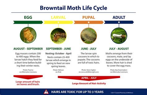 Browntail Moth Infestation and Rash - Get the Facts Now