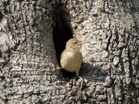 Where Do House Wrens Nest? What Are the House Wren's Nesting Habits ...