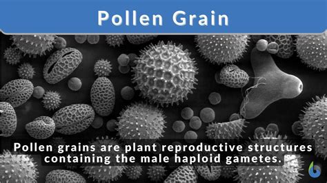 What Is The Importance Of Pollen Grains In Flowering Plants | Best ...