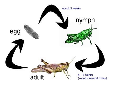 Life Cycle Of A Cricket Insect