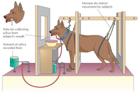 What Was The Main Point Of Ivan Pavlovs Experiment With Dogs