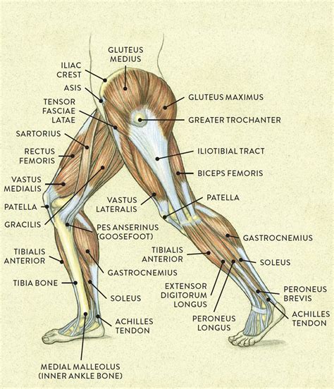 Human Body Leg Muscles Diagram - Muscles Physiology Limb | Bodewasude